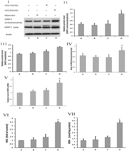 Figure 1. Hyperglycemia can stimulate DRP1 transposition and affect mitochondrial function. (I) Western blot of total DRP1 and DRP1 in GMC mitochondria. (II) Relative quantity of DRP1 in mitochondria (*p < 0.05 when compared with group A). (III) Relative quantity of total DRP1 in GMC (*p < 0.05 when compared with group A). (IV) Relative quantity of DRP1 mRNA in mitochondria (*p < 0.05 when compared with group A). (V) Relative quantity of total DRP1 mRNA in GMC (*p < 0.05 when compared with group A). (VI) Relative quantity of ROS (*p < 0.05 when compared with group A). (VII) Relative quantity of MDA in mitochondria (*p < 0.05 when compared with group).