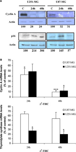 Figure 3.  Δ9-THC effect on protein levels and on genes that are involved in cell cycle progression. A, Cyclin A protein levels in U251-MG and U87-MG cells (upper) were prominently downregulated due to 20 µg/ml of Δ9-THC for 24 and 48 h when compared to untreated cells. p16INK4A levels in nuclear fractions of the cells were elevated after 24 h of treatment in both cell lines (lower). Actin was used as a loading control. Analyses were repeated at least three times. Expressions of the different proteins are represented as O.D. relative to respective controls at the designated time-points (set at 100). B, verification of expressions of cell cycle related genes using QRT-PCR. Upper, Cyclin A RNA levels were significantly decreased in both cell lines, respectively to the Western results. Thymidylate synthase (lower), E2F1 upregulated enzyme, expression levels were downregulated in U87-MG and significantly in U251-MG after 24 and 48 h of treatment with 20 µg/ml Δ9-THC corresponding to E2F1 RNA levels as indicated previously. All genes expression levels were normalized to GAPDH gene and presented as a fold increase relative to corresponding control. Columns, mean of three different measurements; bars, ±SD; * p < 0.05, ***p < 0.001 statistical significant differences.