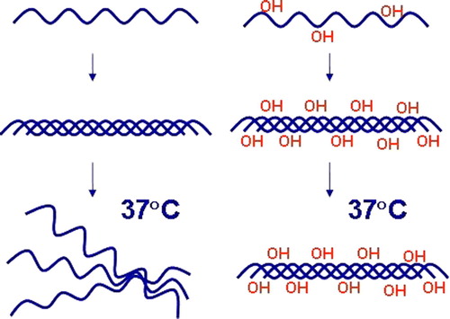 Figure 1.  Hydroxylation of proline residues by C-P4Hs is essential for the thermal stability of collagen triple helices. Non-hydroxylated collagen polypeptide chains cannot form functional molecules in vivo.