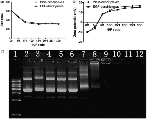 Figure 1. Characterization of EGF-dendriplexes: (a) Particle sizes of different complexes with different PAMAM/DNA N/P ratios. The weight ratio of EGF/DNA is 2. (b) Zeta potentials of different complexes with different PAMAM/DNA N/P ratios. The weight ratio of EGF/DNA is 2. (c) Agarose gel retardation assay of different complexes: Lane 1: DNA ladder; Lane 2: plasmid DNA; Lane 3–12: EGF-dendriplexes at PAMAM/DNA charge ratio of 0.05, 0.1, 0.2, 0.5, 1, 2, 5, 10, 20, 30.