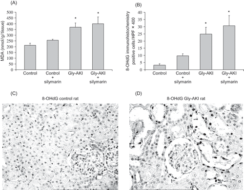 FIGURE 5. Renal tissue peroxidation after glycerol injection. (A) Gly-AKI rats showed increased level of cortical MDA 6 h after glycerol denoting increased lipid peroxidation. Silymarin treatment could not mitigate the lipid oxidative stress. n = 5–6 rats/group. (B) Similarly the DNA oxidative damage evaluated by 8-OHdG expression in the renal cortex 24 h after glycerol was increased in Gly-AKI rats and was not attenuated by silymarin treatment. (C) Representative slide of 8-OHdG immunohistochemistry in control and (D) Gly-AKI rat (X400). Note positive nuclei (darker) particularly in the more damaged cortical tubules. n = 6–7 rats/group.