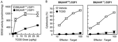 Figure 6.  Host AhR does not appear to be involved in suppression of the CTL response on Day 10. (A) KO-F1 and WT-F1 mice were dosed with 0, 3, 15, or 30 μg TCDD/kg body weight and, two days later, the livers were collected and EROD activity was determined as described in the Methods. (B) KO- and WT-F1 mice received AhR-WT donor T-cells and treated with 15 μg TCDD/kg body weight. Ten days later, the CTL activity in the spleen was assessed. Data from a representative experiment are shown.