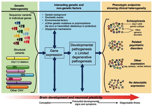 Figure 1 Neurodevelopmental model of schizophrenia, informed by new molecular genetic discoveries. One or more transmitted or de novo sequence or structural mutations, involving one or more genes, and acting individually or interactively, is proposed as the initial causal event. The pathway from genotype to phenotype is formulated as a dynamic process beginning at or before conception, and involving gene expression (including, but not limited to, protein activity) and interaction with normal brain development and neuronal plasticity mechanisms, and likely multiple other genetic and non-genetic factors. Different phenotypic endpoints are possible, and specific factors that dictate variable expression of ostensibly the same genetic loading are largely unknown and may be variant-specific. These resulting phenotypes could include clinically diagnosable schizophrenia, other psychiatric illnesses, other conditions including disorders of development, or no detectable expression. For example, a 22q11.2 deletion (yellow structural variant) may be expressed as schizophrenia and/or a related psychiatric disorder and/or another developmental disorder (yellow stars).