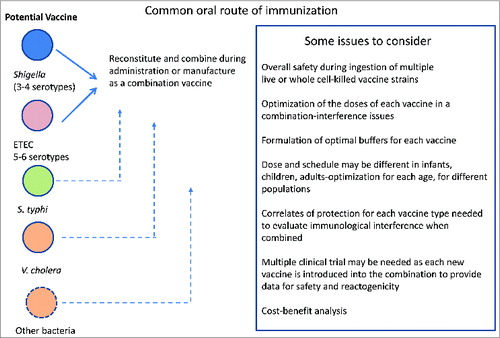Figure 1. Hypothetical scenario for combination live or whole cell-killed diarrheal vaccine.