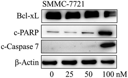 Figure 13. The effects of compound MY-1121 on apoptosis-related proteins in SMMC-7721 cell were conducted via Western blotting assay. Cells were treated indicated concentrations of compound MY-1121 for 48 h.