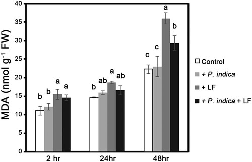 Figure 6. Changes in MDA levels in P. indica-colonized and leaffoler-infested plants. MDA levels in leaves of 4-leaf-stage plants with or without P. indica colonization were determined after rice leaffolder larvae-feeding treatment for 2, 24 and 48 h. Data are the mean ± SE of three independent experiments. The different letters indicate statistically significant differences among group samples (P < 0.05). Control, non-P. indica colonized and nonlarvae-feeding treatment, MDA, malondialdehyde.
