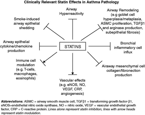Figure 1. Clinically relevant statin effects in asthma pathology.