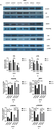 Figure 10. Related protein expression in THP1 cells with different c-CBL gene statuses with or without sorafenib(10μM) treatment for 24 h.