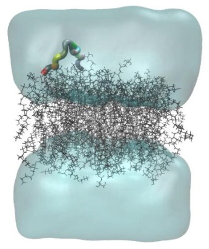 Figure 11. Structural behaviour of interaction between the theoretical peptide models (Peptidotrychyme59) and the membrane of Gram-positive bacteria. The peptide was obtained through hydrolysis in silico of inhibitor of trypsin purification of tamarind seeds [model number 56, in conformation number 287 (ITTp 56/287)] with the chymotrypsin and trypsin enzymes combined, with the bilayer model in the proportions of 3:1 of 1-palmitoyl-2-oleoilsn-glycerol-3-fosfoglycerol (POPG) to 1-palmitoyl-2-oleoyl-sn-glycerol-3-fosfoetanolamine anionic (POPE) in the representation of Gram-positive membrane. The MD was realised through GROningen MAchine for Chemical Simulations (GROMACS) software using version 2018.4 implemented with the Chemistry at Harvard Macromolecular Mechanics 36 (CHARMM36) force field.