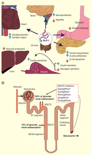 Figure 1. (A) Schematic representations of antihyperglycemic effects of GLP-1. (B) Schematic representation of antihyperglycemic effects of SGLT2 inhibition in the kidney.