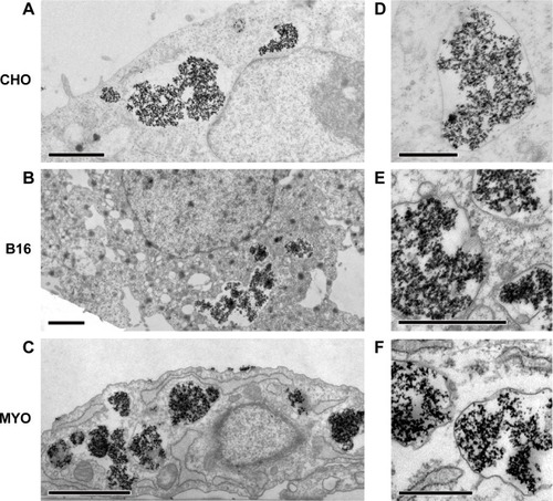 Figure 5 Intracellular localization of PAA-coated Co-ferrite NPs after 24 hours’ incubation as observed with TEM in three cell types: CHO cell line (A, D), B-16 cell line (B, E), and MYO cells (C, F).Notes: Several large vesicles containing NPs were observed in all three cell types. Scale bars correspond to 2 μm in (A–C) and to 0.5 μm in (D–F).Abbreviations: B16, mouse melanoma cell line; CHO, Chinese Hamster Ovary cell line; Co-ferrite, cobalt ferrite; MYO, primary human myoblasts; NP, nanoparticle; PAA, polyacrylic acid; TEM, transmission electron microscope.
