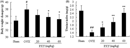 Figure 2. Effects of PXY body on weight and uterine weight of OVX mice. Each column represented as mean ± standard deviation (n = 10). The vehicle (10 ml/kg) and PXY (20, 40, and 60 mg/kg) were administered intraperitoneally. #p < 0.05, ##p < 0.01, compared with the sham group; *p < 0.05, **p < 0.01, compared with the OVX group.