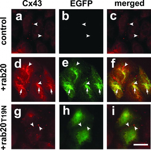 Figure 6 EGFP-rab20 inhibits Cx43 trafficking to the plasma membrane. Shown is immunofluorescence analysis of HeLa/Cx43 cells (a–c), HeLa/Cx43 cells transfected with EGFP-rab20 (d–f) or EGFP-rab20T19N (g–i). HeLa/Cx43 cells show Cx43 localized to gap junctions (arrowheads). Cells expressing EGFP-rab20 had partial co-localization with Cx43 in the perinuclear region of the cell (arrows), although there also were intracellular vesicles labeled for Cx43 that did contain EGFP-rab20 (arrowheads). By contrast, cells expressing EGFP-rab20T19N did not show this effect on Cx43, which assembled into gap junctions (arrowheads). Bar = 10 microns.