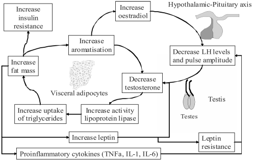 Figure 1 The hypogonadal-obesity-adipocytokine cycle hypothesis. Adipose tissue contains the enzyme aromatase which metabolises testosterone to oestrogen. This results in reduced testosterone levels, which increase the action of lipoprotein lipase and increase fat mass, thus increasing aromatisation of testosterone and completing the cycle. Visceral fat also promotes lower testosterone levels by reducing pituitary LH pulse amplitude via leptin and/or other factors. In vitro studies have shown that leptin also inhibits testosterone production directly at the testes. Visceral adiposity could also provide the link between testosterone and insulin resistance (CitationJones 2007).