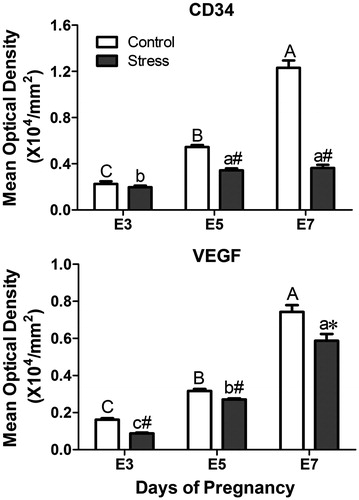 Figure 6. Effects of restraint stress on the vascular biomarkers VEGF and CD34 during mouse embryo implantation. Data are mean ± SEM (n = 10 mice per group). Different uppercase letters represent significant differences among E3, E5 and E7 in the control group (p < 0.05), and different lowercase letters represent significant differences among E3, E5 and E7 in the stressed group (p < 0.05) (two-way ANOVA followed by Duncan post hoc test). *p < 0.05 and #p < 0.01 denote significance compared to the corresponding control group (independent samples t-test). E3: Embryonic day 3; E5: Embryonic day 5; E7: Embryonic day 7. VEGF: Vascular endothelial growth factor.