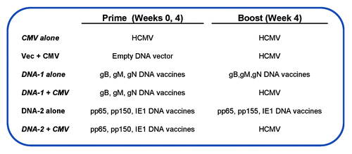 Figure 6. Immunization groups and DNA vaccines components. At week 0 and 4 mice were primed with the following vaccines: CMV alone, vector alone, DNA-1 alone, DNA-1+ CMV, DNA-2 alone or DNA-2+ CMV. At week 4 animals were boosted with either CMV or DNA-1 or DNA-2 immunizations.