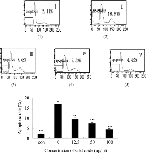 Figure 9 Effects of salidroside on the apoptotic rate in PC12 cells. Apoptotic rate was measured by flow cytometry. (1) control group (without salidroside and Na2S2O4), (2) hypoxia/reoxygenation injury group, (3) hypoxia/reoxygenation injury and 12.5 µg/mL salidroside, (4) hypoxia/reoxygenation injury and 50 µg/mL salidroside, (5) hypoxia/reoxygenation injury and 100 µg/mL salidroside. The data were expressed as X ± SD, n = 3. **p < 0.01 and ***p < 0.001 in comparison with hypoxia/reoxygenation injury group cells.