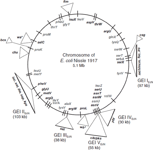 Figure 3. Functional genomic map of E. coli Nissle 1917 (EcN) (Citation56,Citation80). Five large genetic islands (GEI I to GEI V) and some smaller genetic islets coding for different so-called ‘fitness factors’ are inserted at distinct sites (mainly next to tRNA-encoding sequences) into the chromosome of the EcN strain. The bars on the chromosome circle mark the positions of tRNA genes (in gray: tRNA genes with sequence contexts identical to those of the completely sequenced non-pathogenic E. coli K-12 strain MG1655; in black: tRNA genes with sequence contexts identical to the completely sequenced uropathogenic E. coli O6 strain CFT073). The following genes and gene clusters of the EcN strain have been identified and sequenced: fim encoding F1A fimbriae (‘common type-1 fimbriae’); csg encoding curli fimbriae; mch/mcm encoding microcin H47 and microcin M synthesis; foc encoding F1C fimbriae; iro/ybt/iuc encoding the siderophores salmochelin, yersiniabactin, and aerobactin; clb/pks (colibactin gene cluster) encoding non-ribosomal peptide synthetases, polyketide synthases and accessory proteins; sat encoding Sat protease; iha encoding Iha adhesion; sap encoding Sap-like autotransporter; kps encoding capsule synthesis; chu encoding hemin iron uptake system; bcs encoding cellulose biosynthesis; wa*/wb* encoding LPS biosynthesis.