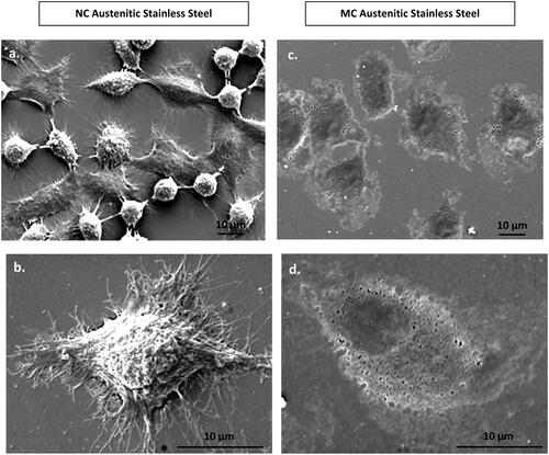 Figure 4. Scanning electron micrographs of fibroblasts morphology at 24 h on NC (a, b) and MC austenitic stainless steel (c, d). Fibroblasts grown on NG/UFG and CG surfaces are significantly different. After 24 h culture, fibroblasts on NC surface exhibit more extensive spreading, interconnectivity and thicker extracellular matrices as compared to MC surface (adapted from references 37, 40).