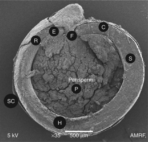 Figure 1. Scanning electron microscope (SEM) micrograph of section of quinoa grain. The notations in image are as follows: H: hypocotylradicle axis; C: cotyledons; F: funicle; P: perisperm; SC; seed coat; R: radicul tip (adapted from Arendt and Emanuele (Citation2013)).