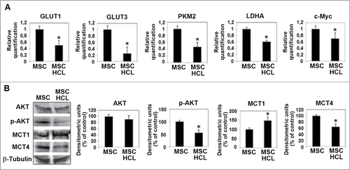 Figure 4. Metabolic profile of acidic MSC. (A) Quantitative real-time PCR of GLUT1, GLUT3, PKM2, LDHA and c-Myc and (B) Western blot analysis of AKT, p-AKT, MCT1 and MCT4 expression in MSC grown in acidic medium for 24 hours. Each band of western blot was quantified by densitometric analysis and the corresponding histogram was constructed as relative to β-tubulin. Values presented are means ±SEM of 3 independent experiments. Asterisk indicates p < 0.05.