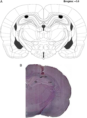 Figure 1.  (A) Diagrammatic representation of a histology section, redrawn from Paxinos and Watson (Citation2005). The dark irregular areas define the range of cannula tip locations within the dorsal hippocampus. (B) A representative photomicrograph of a coronal section, stained with cresyl violet, illustrating placement of cannula and injection needle tip (arrow) in the dorsal hippocampus. CA1, CA3, Ammon's horn; DG, dentate gyrus.
