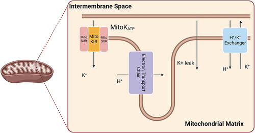 Figure 1. Overview of mitochondrial K+ transport.