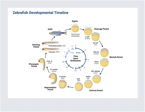 Figure 1. Reprinted from “zebrafish developmental timeline,” by BioRender.com (2024). Retrieved from https://app.biorender.com/biorender-templates. From Stephanie Lepage (Creator) and Ann Sanderson.