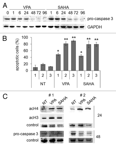 Figure 6. Pro-apoptotic effects of VPA or SAHA on Kasumi-1 cells. (A) Kasumi-1 cells were incubated or not (time 0) in the presence of 2 mM VPA or 1 μM SAHA for the indicated times (hours). Cells were then lysed and western blotting performed with the indicated antibodies. Results are from one typical experiment out of three. (B) Cells were incubated without (NT) or with 2 mM VPA or 1 μM SAHA for the indicated times (days) and apoptosis was measured by the Annexin V test and flow cytometry. Values are means ± SEM of the percentages of apoptotic cells obtained from three independent experiments. The statistical significance of differences was determined by the Student’s t-test for paired samples (*p < 0.05; **p < 0.01). (C) Blasts from two t(8;21) AML patients (#1 and #2) were incubated or not (NT) in the presence of 2 mM VPA or 1 μM SAHA for the indicated times (hours). Cells were then lysed and western blotting performed with the indicated antibodies.