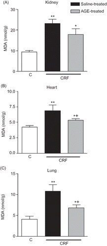 Figure 2. Malondialdehyde (MDA) levels in the (A) kidney, (B) heart, and (C) lung tissues of sham-operated control, and saline- or aqueous garlic extract (AGE)-treated chronic renal failure (CRF) groups.Notes: *p < 0.01, **p < 0.01; compared to control group.+p < 0.05, compared to saline-treated CRF group.