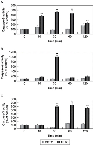 Figure 3.  Activation of caspases during alkyltin-induced cell death. Whole cell lysates (5.0 μg) were prepared from thymocytes exposed to 1 μM DBTC or TBTC for the indicated times. Activation of (A) caspase-8, (B) caspase-9, and (C) caspase-3 was determined using specific fluorescent substrates Ac-IETD-MCA, Ac-LEHD-MCA, and Ac-DMQD-MCA, respectively. Fluorescence was detected using a plate reader. Date are expressed as percentage of values found at 0 hr (control). Results shown are the mean ± SD (n=5 separate cell populations examined per treatment).