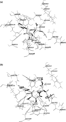 Figure 6 Stereoview of comparison between the binding modes of bestatin and AHPA-Val. The principal interactions between the inhibitor and active site are shown.