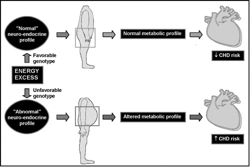 Figure 5. Hypothetical model by which visceral obesity is partly the consequence of a given neuro‐hormonal milieu preferentially partitioning the excess energy in the visceral fat depot rather than in subcutaneous adipose tissue.