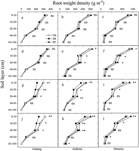 Figure 3. Effects of straw and nitrogen fertilizer managements on root weight density at jointing, anthesis and maturity in 2021–2022. NS, SR and SP refer to no straw return, straw return by rotary tillage and straw return by ploughing, respectively. The four rows from top to bottom show the root weight density under N management for BN240 (A, B, C), TN240 (D, E, F), BN180 (G, H, I) and TN180 (J, K, L), respectively. * and ** indicate significant differences at the 0.05 and 0.01 levels, respectively; ns indicates no significant difference. Whiskers on the top of the bars indicate standard error.