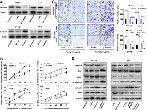Figure 6 Thymol inhibits colorectal cancer (CRC) cell proliferation, migration, and invasion by suppressing Wnt/β-catenin signaling. HCT116 and Lovo cells were transfected with β-catenin siRNA (si-β-catenin)/negative control siRNA (si-NC) or the pcDNA3.1-β-catenin plasmid (β-catenin)/pcDNA3.1 (vector). (A) Western blot analysis of β-catenin expression in HCT116 and Lovo cells after transfection with β-catenin siRNA, pcDNA3.1-β-catenin, or the corresponding controls for 24 h. (B) At 24 h post transfection, the cells were exposed to different concentrations of thymol (0, 10, 20, 40, 80, or 120 µg/mL) and cell proliferation was quantified at 48 h. *P<0.05, **P<0.01, ***P<0.001 vs the control group. (C) At 24 h post transfection, cells were plated into the upper chamber of a transwell plate and treated with thymol (40 μg/mL). After 24 h of incubation, the migratory and invasive abilities were assessed. Cells were stained and imaged under a microscope (×100 magnification). **P<0.01, ***P<0.001 vs the control group. (D) At 24 h post transfection, cells were treated with thymol (40 μg/mL) for 48 h. The expression levels of β-catenin, BAX, Bcl-2, E-cadherin, vimentin, and Snail were measured by Western blotting, and normalized to β-actin expression. All data are presented as mean ± SD of three independent experiments.