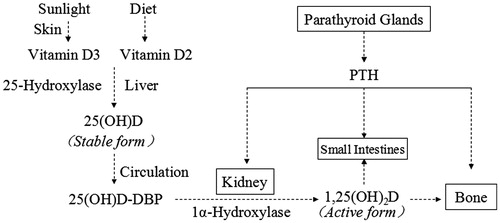 Figure 1. Sources and metabolism of Vitamin D.