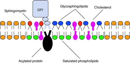 Figure 2.  Schematic diagram of a lipid raft domain. Lipid rafts represent sphingolipid and cholesterol rich regions of the membrane that selectively accumulate specific proteins, especially lipid-modified proteins. This Figure is reproduced in colour in Molecular Membrane Biology online.