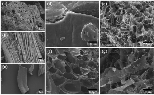 Figure 3. SEM images of (a) SBA-15, (b) Cellulose extracted from corn stalks, (c) Carboxymethyl cellulose, (d) CMC-g-PAA, (e) CMC-g-PAA/SBA-15(12 wt% CMC, 0.6 wt% SBA-15, and 0.5 wt% MBA), (f) CMC-g-PAA/SBA-15 (12 wt% CMC, 0.6 wt% SBA-15, and 0.6 wt% MBA) and (g) CMC-g-PAA/SBA-15(12 wt% CMC, 0.6 wt% SBA-15, and 0.4 wt% MBA).