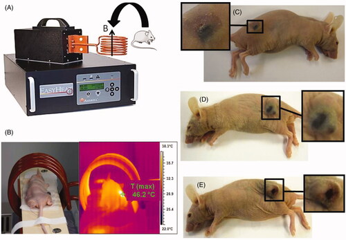 Figure 2. The set-up used to carry out the treatment of the mice by positioning the mice inside the copper coil and by applying an alternating magnetic field (A). The measurement of the temperature during the treatment (B). Photographs of the mice treated with a suspension containing chains of magnetosomes (C), individual magnetosomes, (D), or superparamagnetic iron oxide nanoparticles (SPION) (E).