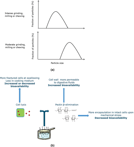 Figure 2. Effect of industrial, domestic, or oral processing and bio-availability of a generic intracellular nutrient/phytochemical. (a) In raw fruits and vegetables, a more intense mechanical grinding, milling, or chewing increases the fraction of fractured cells that are exposed on the particle surface and thus the nutrient bioavailability. (b) Upon thermal treatment (e.g., domestic cooking), cell wall structure and permeability changes and thus its barrier effect. A fraction of plant cells may lyse releasing their content in the digestive fluids or in the cooking medium, if any. Simultaneously, hydrolysis of pectins in the primary cell wall increases permeability to intracellular compounds whereas hydrolysis of pectin in middle lamella changes the fracture behavior of vegetal tissue, which may result in more cells intact upon chewing or grinding.