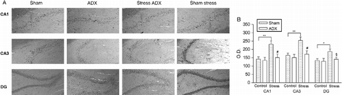 Figure 3.  Effects of acute restraint stress on hippocampal nociceptin expression in rats subjected to adrenalectomy. (A) Representative photomicrographs of CA1, CA3, and DG regions in sham-operated group (SHAM) rats and adrenalectomized (ADX) rats. Control animals were left undisturbed while stressed animals were subjected to 120-min restraint stress. Immunohistochemical pictures show the hippocampus at level – 2.8 mm of bregma. All images are magnified equally (200 × ). (B) Semiquantitative analysis of N/OFQ immunoreactivity signal in hippocampal subfields. Values are expressed as means OD ± SEM (n = 6) rats per group. #p < 0.01, §p < 0.05 versus corresponding sham-adrenalectomized group. Significant differences between the stress and control group are expressed as *p < 0.05 and **p < 0.01 (Newman–Keuls multiple-comparison test).