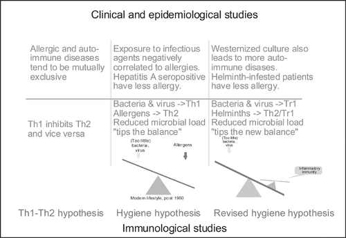 Figure 3 Breakdown of evidence for the hygiene hypothesis. It is suggested that evidence is divided into clinical/epidemiological versus immunological. Furthermore, studies of allergy versus autoimmunity can be studied (and results explained) independently of hygienic influences (‘Th1‐Th2 hypothesis’). Studies involving hygienic factors should make clear whether they are based on a Th1‐Th2 dichotomy (‘hygiene hypothesis’) or the concept of T cell regulation and tolerance induction (‘the revised hygiene hypothesis’) by means of regulatory T cells (Tr1/Th3/Treg).