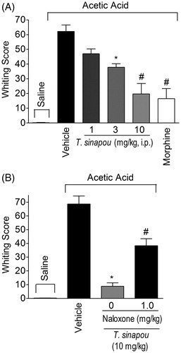 Figure 7. Tephrosia sinapou ethyl acetate extract inhibited acetic acid-induced writhing response in mice by an opioid-dependent mechanism. Panel A: mice were treated i.p. with T. sinapou ethyl acetate extract (1–10 mg/kg, 30 min), morphine (5 mg/kg, i.p., 30 min) or vehicle before i.p. stimulus with acetic acid (0.8% diluted in saline). Panel B: mice were treated with T. sinapou (10 mg/kg, i.p., 30 min) or vehicle and another group was treated with naloxone (1 mg/kg, s.c., 1 h) before T. sinapou (10 mg/kg, i.p., 30 min) before i.p. stimulus with acetic acid (0.8% diluted in saline). The writhing score was evaluated during 20 min after stimulus injection. Results are presented as means ± SEM of experiments performed with five mice per group and are representative of two separated experiments. *p < 0.05 compared to the vehicle group, #p < 0.05 compared to the vehicle group, the dose of 1 mg/kg (Panel A) and compared to the naloxone negative control group (Panel B; one-way ANOVA followed by Tukey’s test).