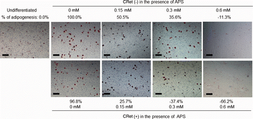 Figure 4. Inhibitory effects of APS in combined application of hyperthermia at 41°C for 1 min on intracellular lipid accumulation in OP9 cells as observed using a Hoffman modulation contrast microscope. OP9 cells were treated as described in Figure 3. Scale bars = 250 µm, magnification: ×40.