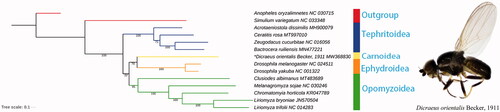 Figure 1. Phylogenetic analysis of 14 Diptera species was generated by using maximum likelihood (ML) method. “*” indicated newly sequenced data in this study.