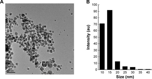Figure 4 Surface and shape morphology of silver nanoparticles using transmission electron microscopy.Notes: (A) Transmission electron 573 microscopy image and (B) the size distribution of silver nanoparticles.Abbreviation: au, arbitrary unit.