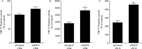 Figure 9.  Effects of SOCS-3 on the regulation of CRF 5′-promoter activity in 4B cells. Cells were incubated for 24 h in culture medium containing siRNA for either control (siControl) or SOCS (siSOCS). After incubation, the cells were transfected with a CRF promoter construct and then incubated with vehicle (A), 10 μM forskolin (Fsk) for 2 h (B) or 100 ng/mL IL-6 for 24 h (C); *P < 0.05 (compared with control [siControl]). [Reproduced with permission from Kageyama et al. (Citation2009a). Copyright © Society for Endocrinology.]