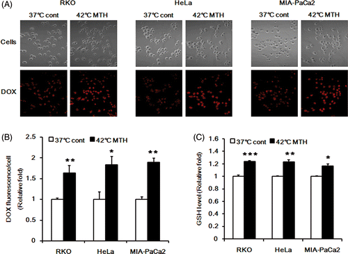 Figure 5. Effect of hyperthermia on intracellular release of DOX from DOX-loaded Si-SS-CD-PEG in RKO, HeLa and MIA PaCa-2 cells. (A) Representative fluorescence images of the cells incubated with DOX-loaded Si-SS-CD-PEG at 37°C for 8 h or heated at 42° for 1 h with DOX-loaded Si-SS-CD-PEG, and then further incubated with the carrier at 37°C for 7 h. The amount of internalised DOX was detected by using confocal microscopy. (B) The relative fluorescence intensities of DOX per cell were quantified. Data are expressed as means of three independent experiments ± 1 SE. (C) The relative levels of GSH in the cells at 37°C or that in the cells heated at 42°C for 1 h and then further incubated at 37°C for 7 h. Data are means of thee independent experiments ± 1 SE. *P < 0.05, **P < 0.01, ***P < 0.001.