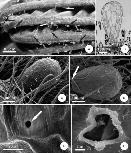 Figure 1. Food bodies of the leaf of C. pachystachya. A, General aspect of the young leaf before stipule rupture, arrows indicate FBs; B, fully developed FB, note a fragile stalk; C–D, FBs observed under SEM, note the dense indumentum and, in D, the stalk rupture; E–F, detail of the surface of a FB showing thin cuticle and a pore (arrow). Abbreviations: cc, central cells; ep, epidermis; st, stalk.