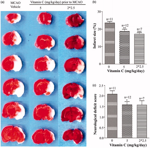 Figure 2. Application of vitamin C twice a day does not have more beneficial effect on ischemic stroke than that applied once a day. (a) Representative images of brain slices obtained at 24 hr post-MCAO from MCAO rats pretreated with vehicle as well as pretreated with vitamin C at a dose of 5 mg.kg−1 once a day or 2.5 mg.kg−1 twice a day for 3 weeks. (b,c) Bars showing the relative infract size (b) and neurological deficit score (c) of MCAO rats pretreated with vehicle and vitamin C at a dose of 5 mg.kg−1 once a day or 2.5 mg.kg−1 twice a day (2*2.5 mg.kg−1.day−1) for 3 weeks. *p < 0.05; **p < 0.01; ***p < 0.005.